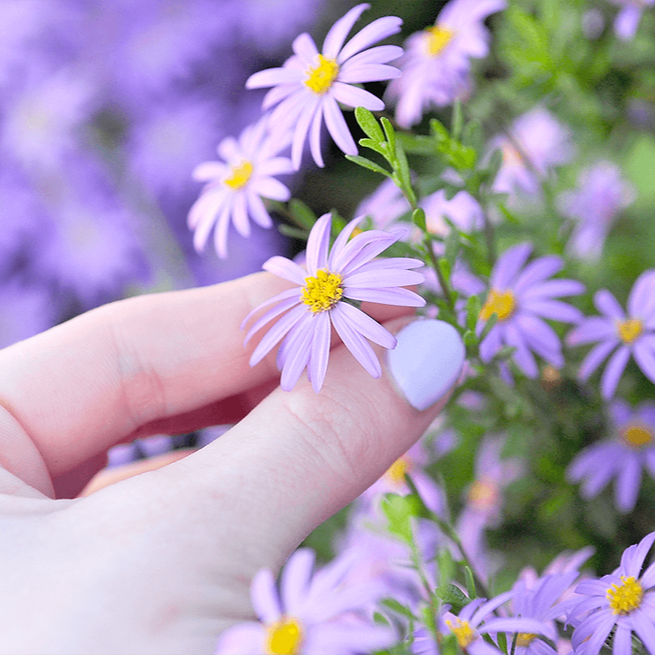 You're Amazing Plantable Greeting Card