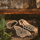 Butterfly Life Cycle Eco Cutter - Set Of 3