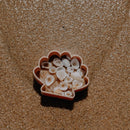 Sea Shell Eco Mould