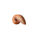 Wooden Spiral Shell