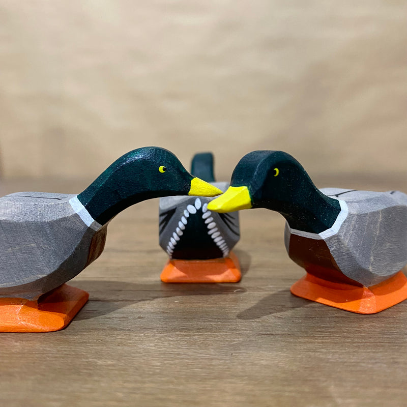Wooden Mallard Duck - Curious